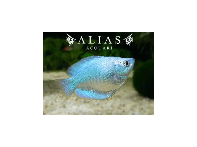 Colisa Lalia Neon dwarf