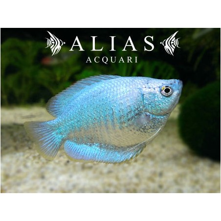 Colisa Lalia Neon dwarf