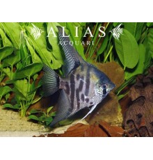Pterophyllum scalare jaguar long fin