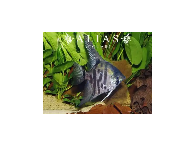 Pterophyllum scalare jaguar long fin