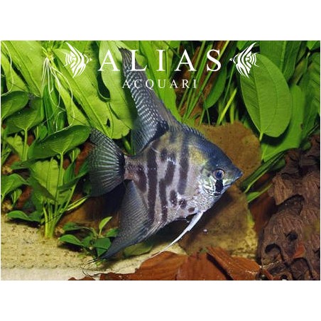 Pterophyllum scalare jaguar long fin