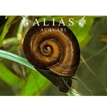 Planorbarius Corneus