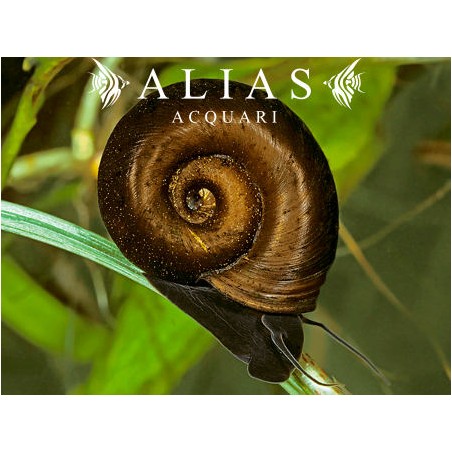 Planorbarius Corneus