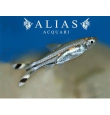 Rasbora Trilineata