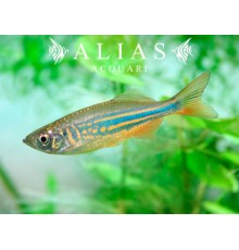 Devario malabaricus