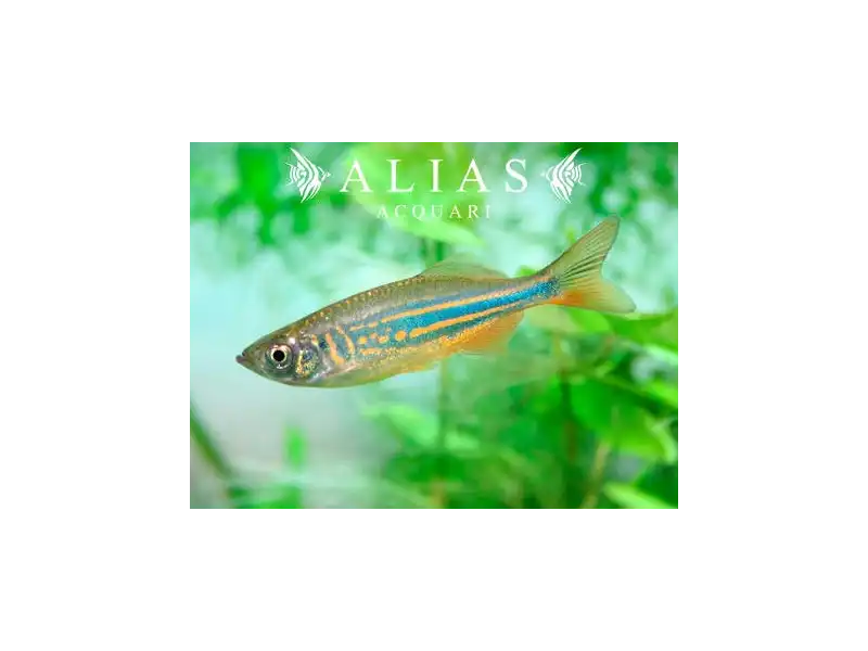 Devario malabaricus