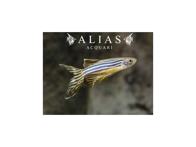 Brachydanio rerio long fin
