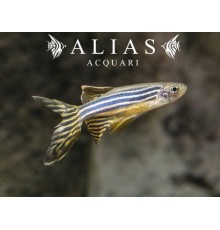 Brachydanio rerio long fin