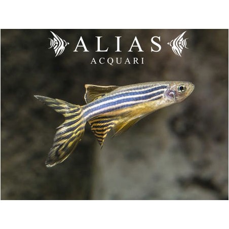 Brachydanio rerio long fin