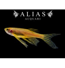 Brachydanio rerio gold long fin
