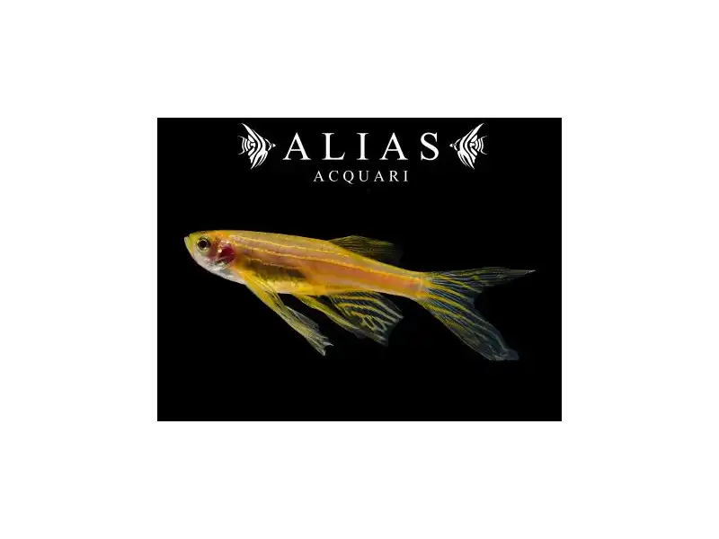 Brachydanio rerio gold long fin
