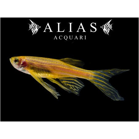 Brachydanio rerio gold long fin
