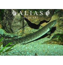 Polypterus ornatipinnis