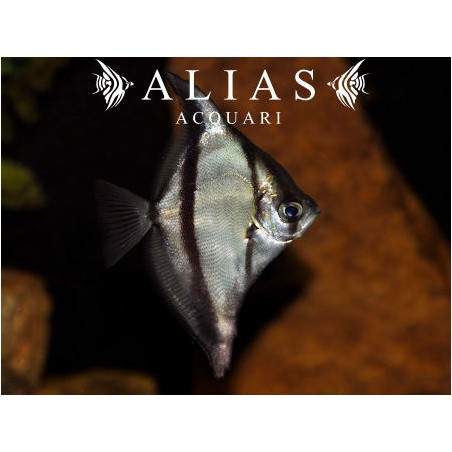 Monodactylus sebae