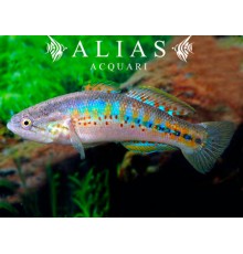 Mogurnda Adspersa