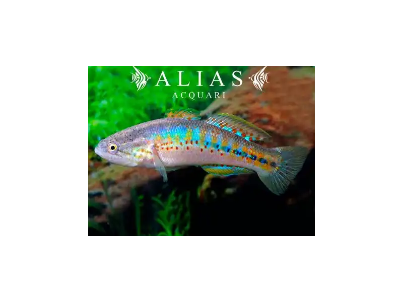 Mogurnda Adspersa