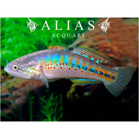 Mogurnda Adspersa