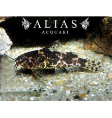Microsynodontis batesii