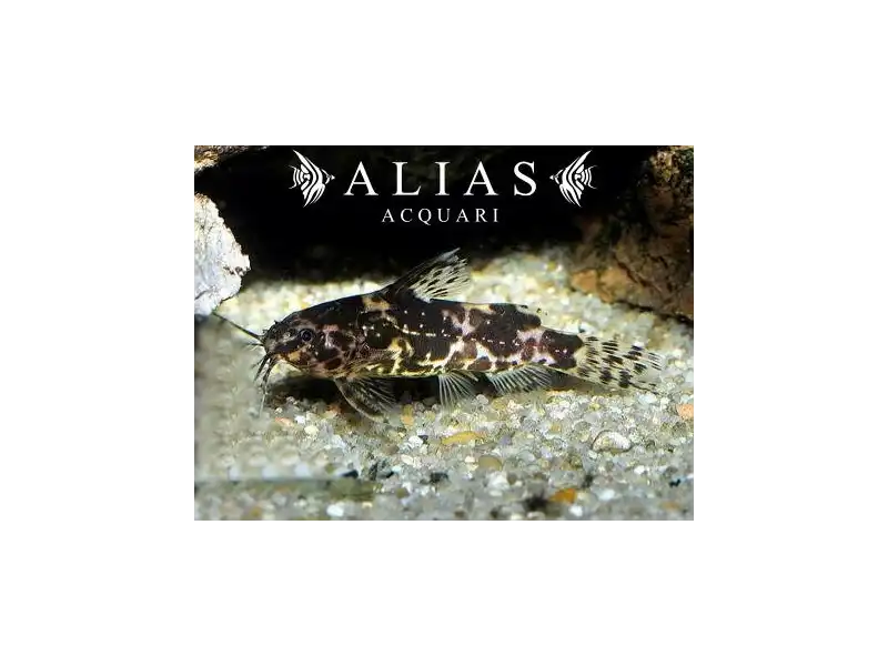 Microsynodontis batesii