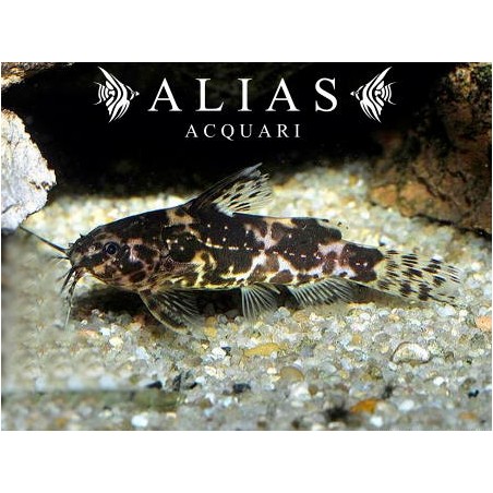 Microsynodontis batesii
