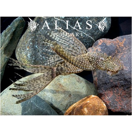Ancistrus sp. Long Fin