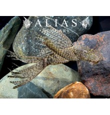 Ancistrus sp. Long Fin