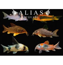 Corydoras mix