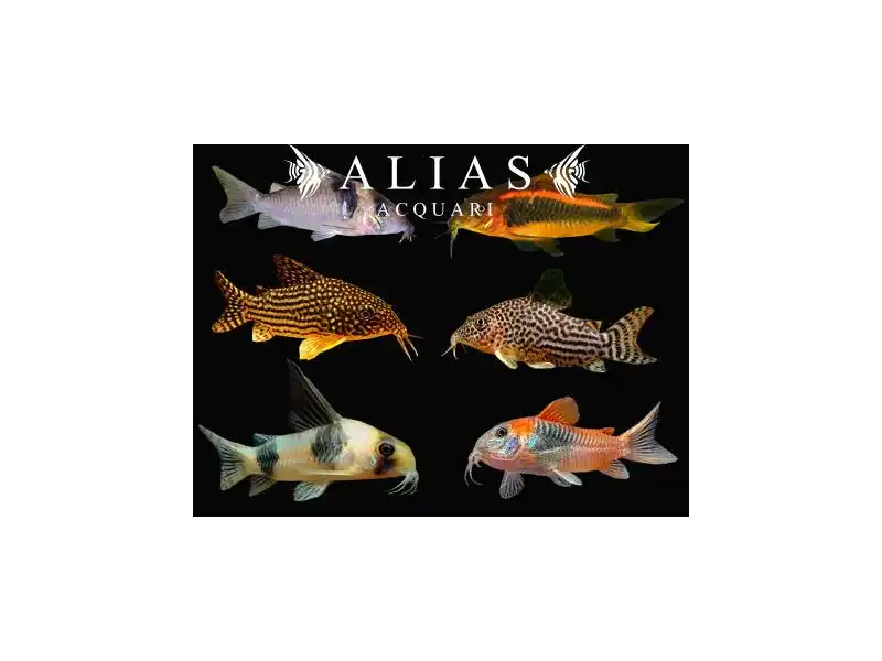 Corydoras mix