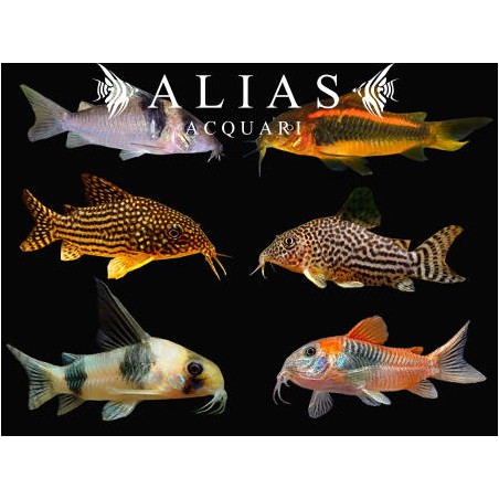 Corydoras mix