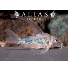 Corydoras aeneus long fin