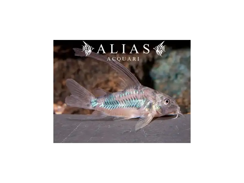 Corydoras aeneus long fin
