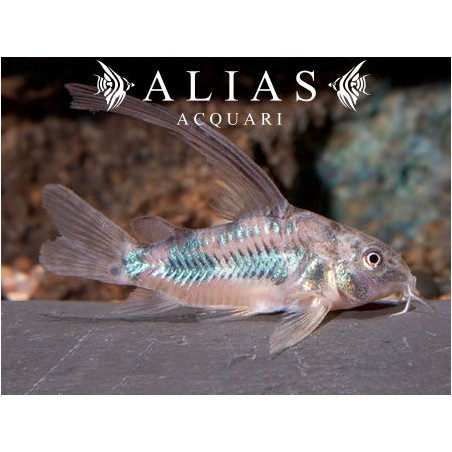 Corydoras aeneus long fin