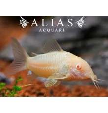 Corydoras Aeneus albino