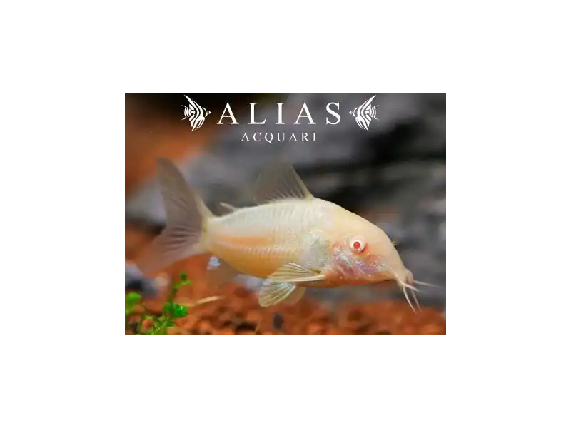 Corydoras Aeneus albino