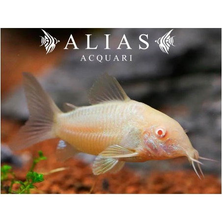 Corydoras Aeneus albino