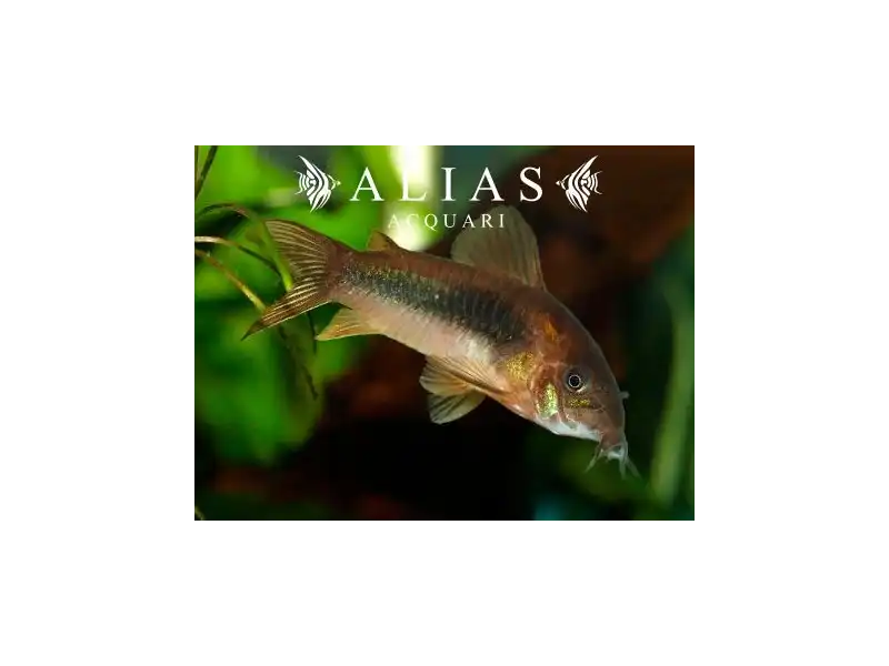 Corydoras Aeneus schultzei