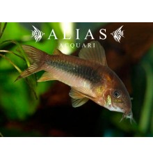 Corydoras Aeneus schultzei