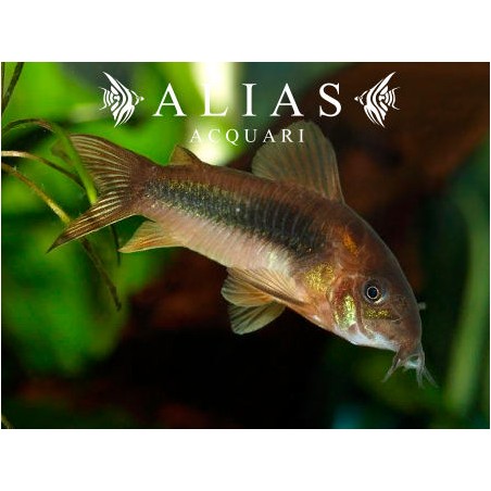 Corydoras Aeneus schultzei