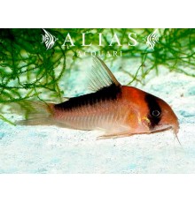 Corydoras Adolfoi