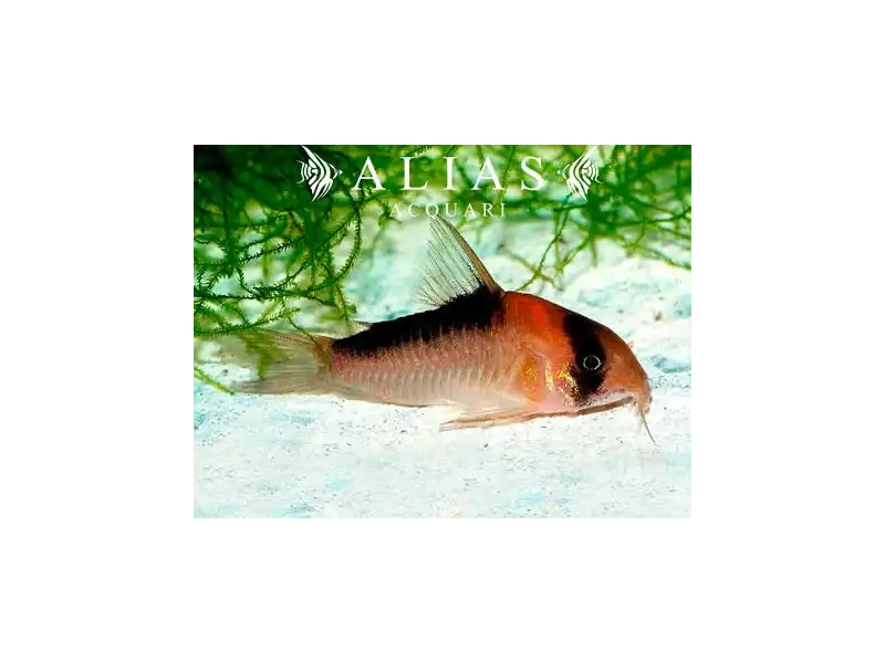 Corydoras Adolfoi