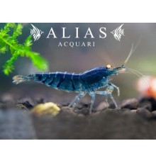 Blue Star Striped Shrimp
