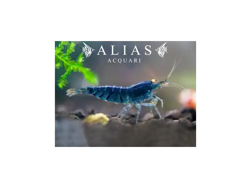 Blue Star Striped Shrimp