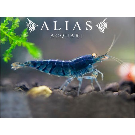 Blue Star Striped Shrimp