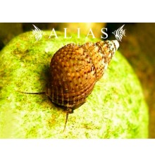 Melanoides granifera