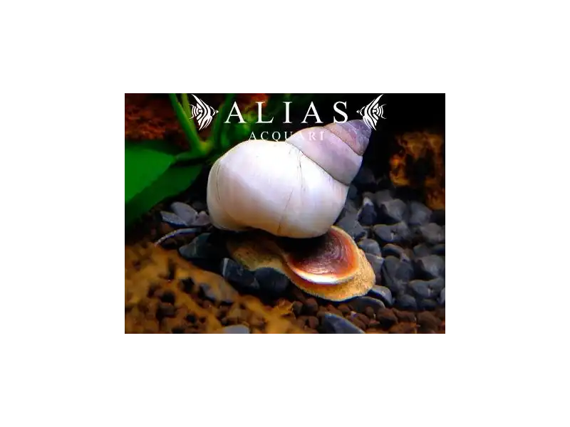 Filopaludina Martensi 2–3 cm - Chiocciola d’acqua dolce pacifica | Alias Acquari