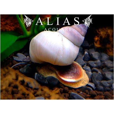 Filopaludina Martensi 2–3 cm - Chiocciola d’acqua dolce pacifica | Alias Acquari