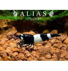 Taiwan Bee Panda Shrimp