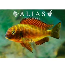 Tropheus moorii «Moliro Orange Firecracker»