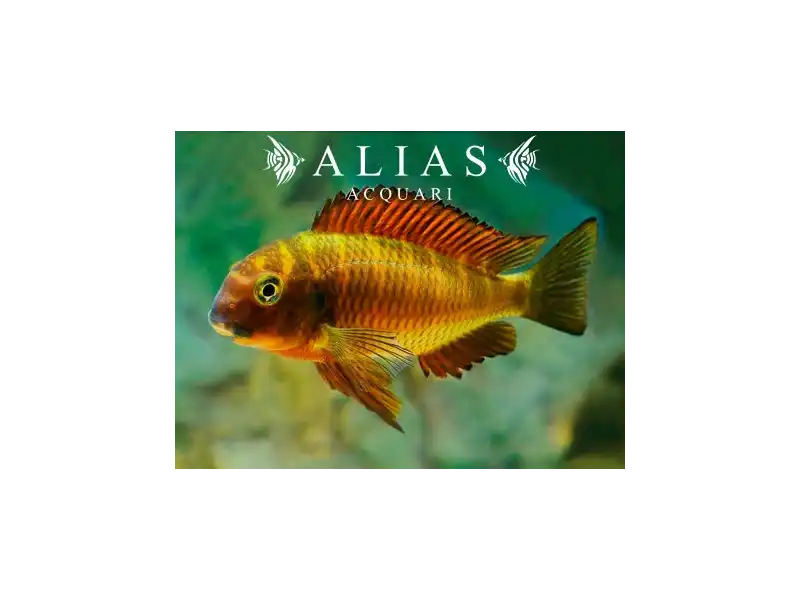 Tropheus moorii «Moliro Orange Firecracker»