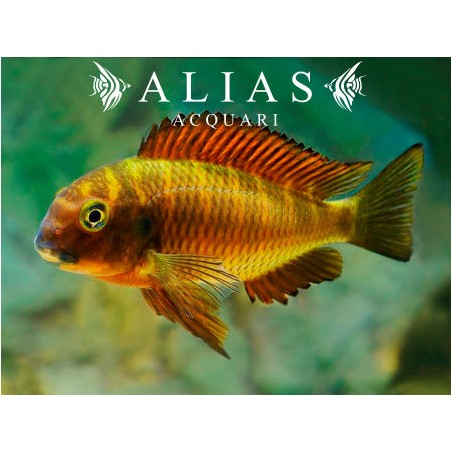 Tropheus moorii «Moliro Orange Firecracker»